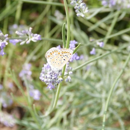 Gite Le Cherche Midi Gaillac Exterior foto
